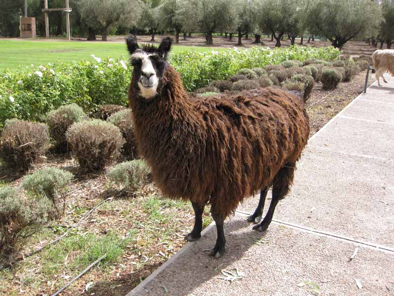 Resident llama hanging out in front of Trapiche, a Mendoza winery