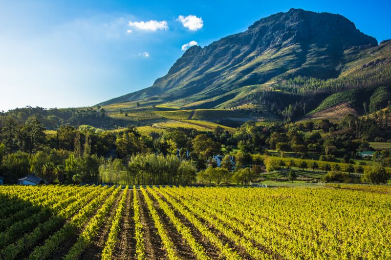 Stellenbosch Wine Tasting Guide: Where to Taste 5 Stellenbosch Vineyards