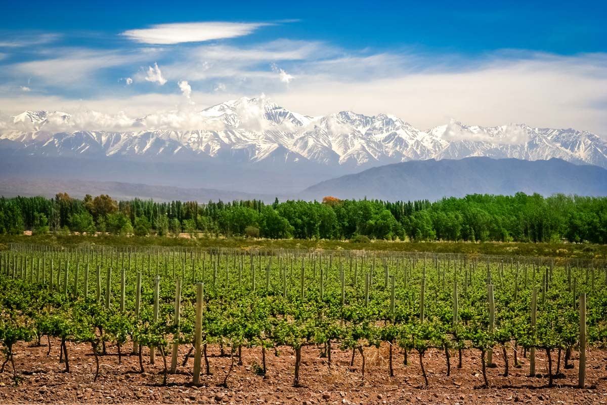 Mendoza Vineyard Views