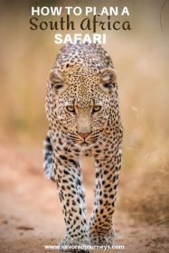leopard in kruger national park