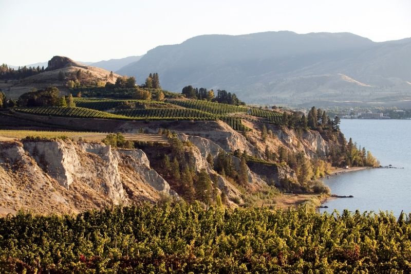Best Wineries in Okanagan Valley to Visit (Canada) 10 naramata vineyards