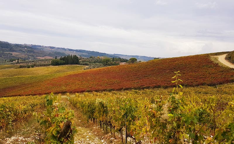 Principe Corsini vineyards