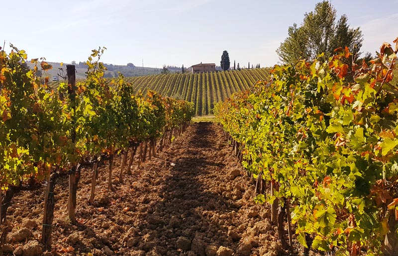 Ruffino vineyards