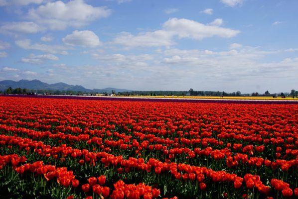 Skagit valley tulips