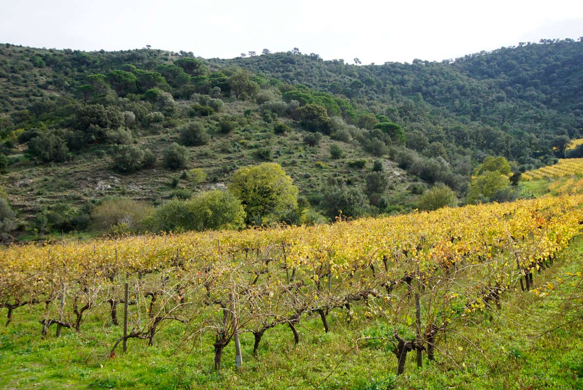 Mas Estela Vineyard in Emporda wine region