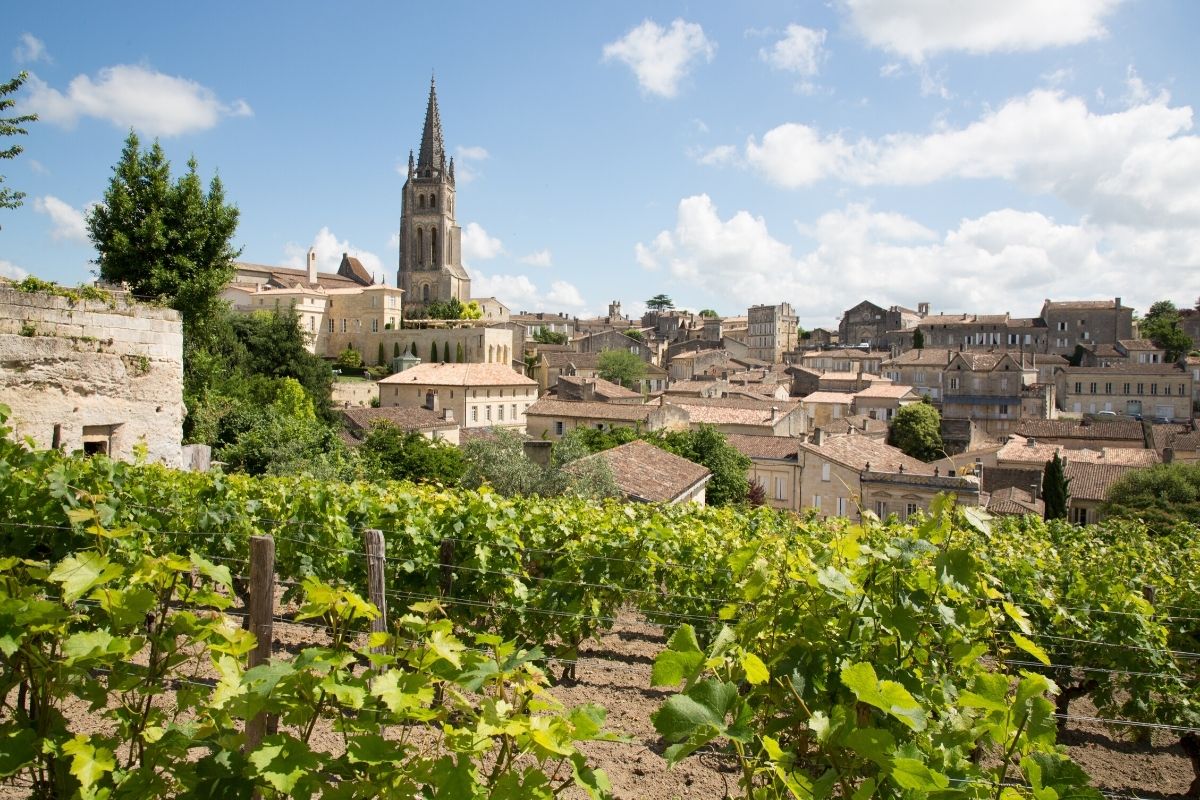 Bordeaux vineyard in France