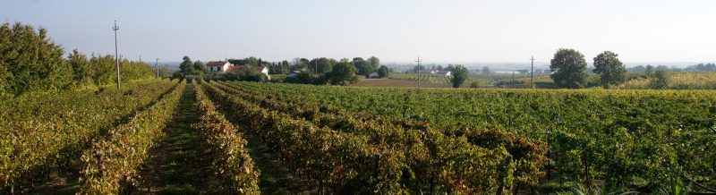 Discover the Romagna Wine Region of Italy