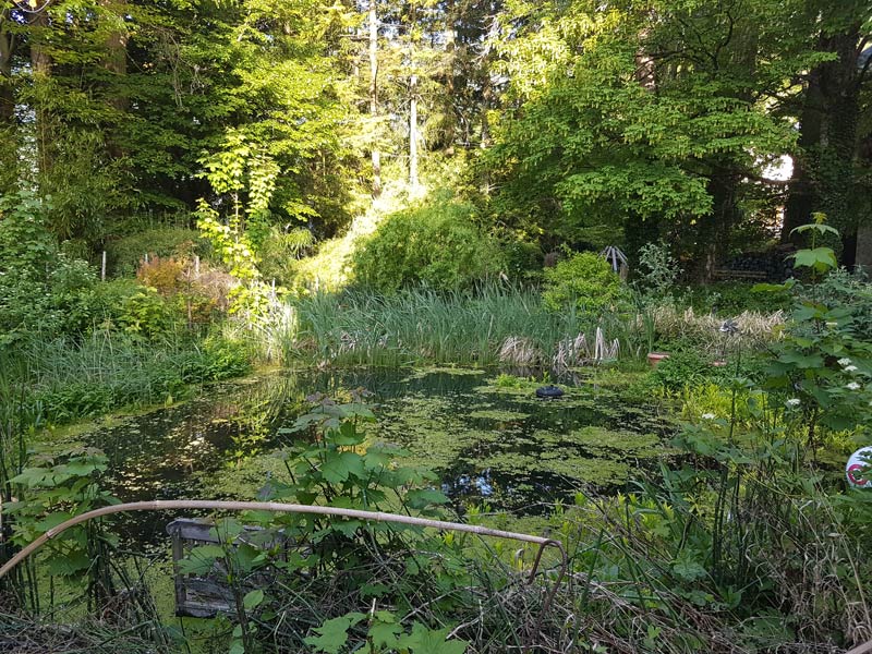 The garden and pond