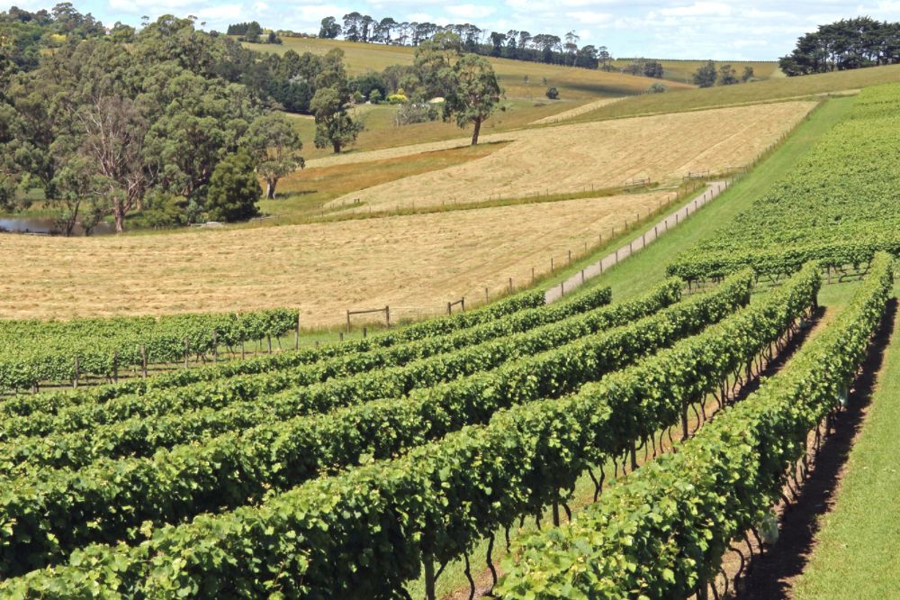 south australia vineyards