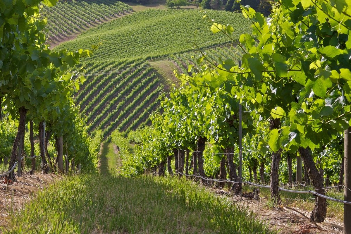 Adelaide Hills Wineries