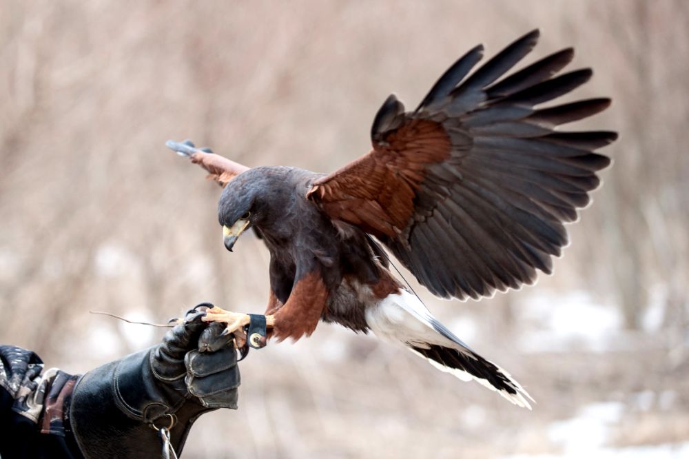 10 Great Things to Do In Killarney, Ireland 18 Falconry
