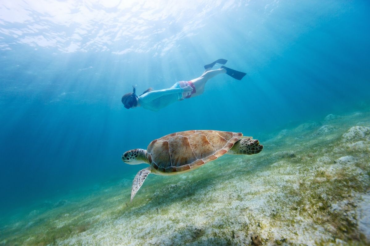 Snorkeling with a green sea turtle