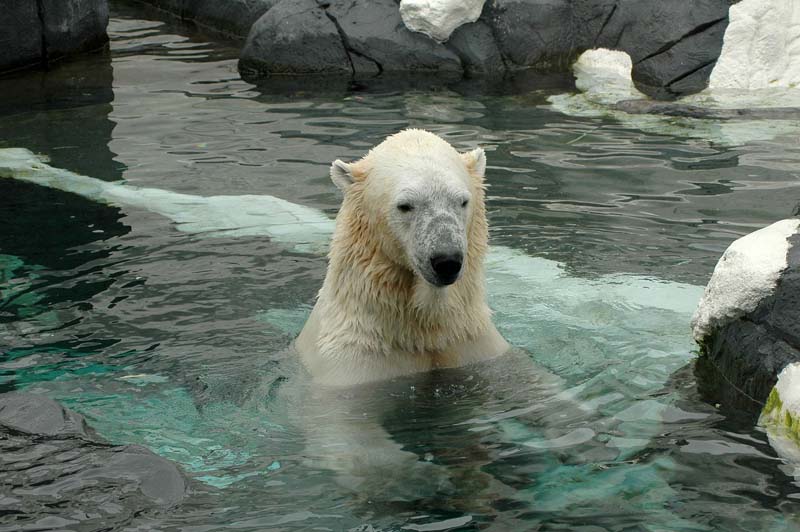 san diego zoo
