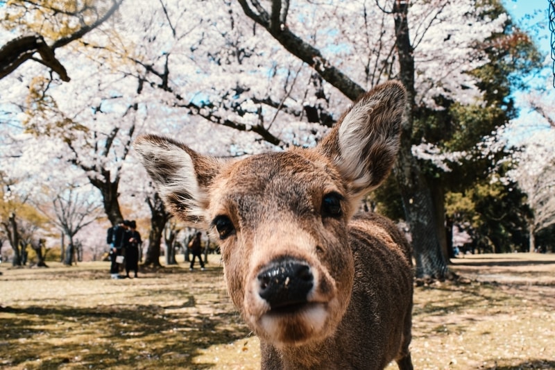  Nara-Deer-Park