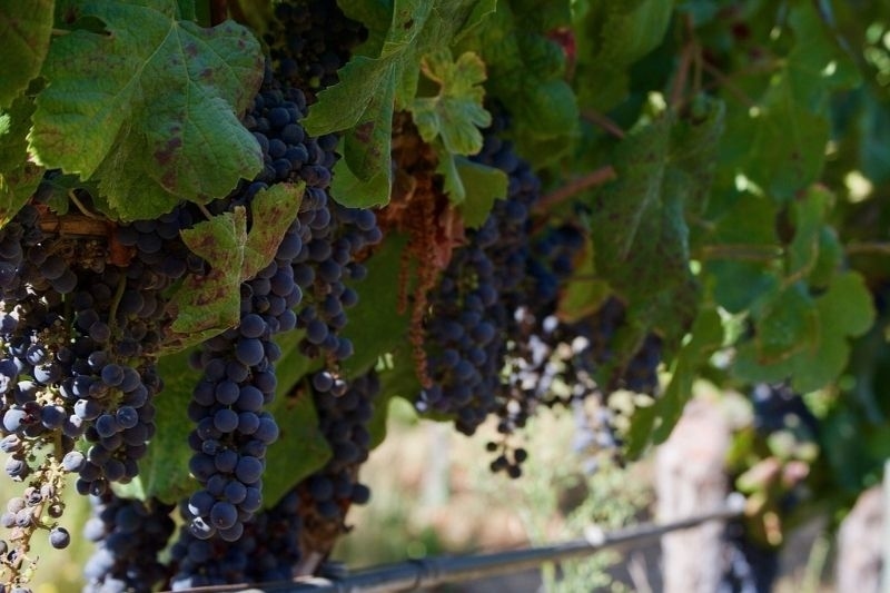 Grapes of a vineyard in Chile