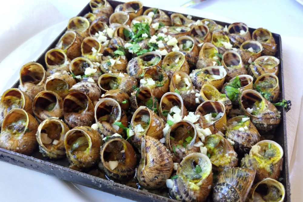 Oc - snails