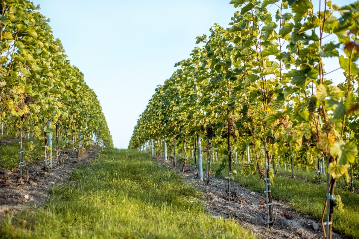 Millner Heritage Vineyard Winery 1