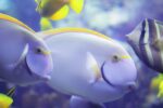 Best Snorkeling in Oahu | Ultimate Beaches for Snorkel Spots