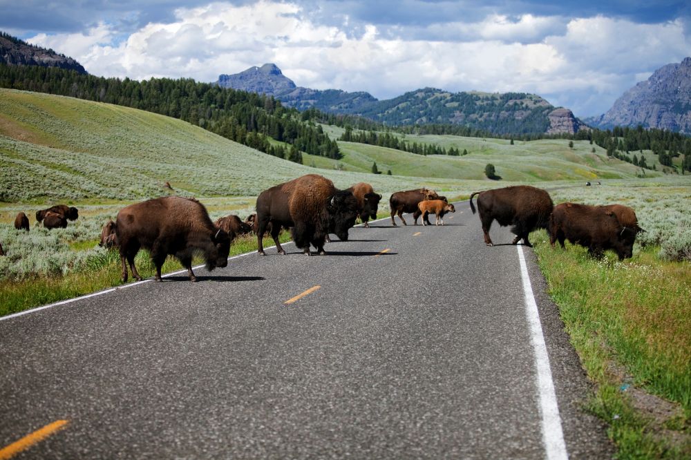 Buffalo crossing the road in Lamar valley