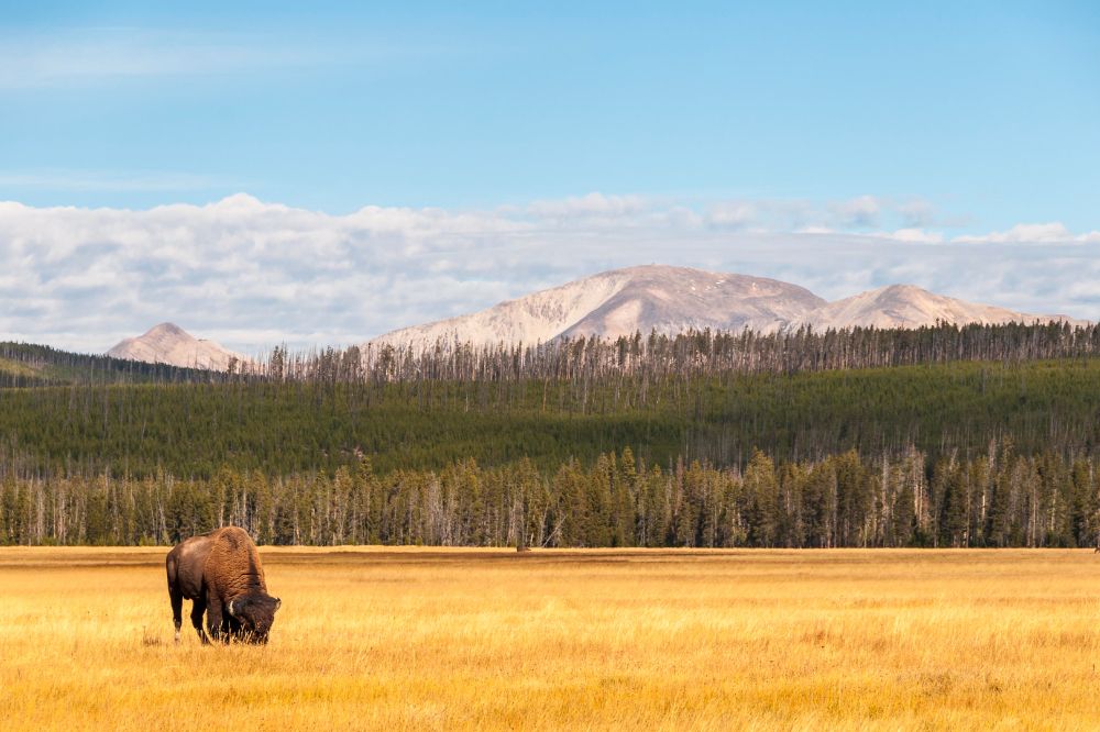 A buffalo grazing