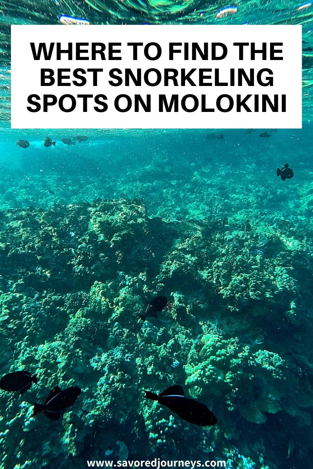 best snorkeling on molokini pin1