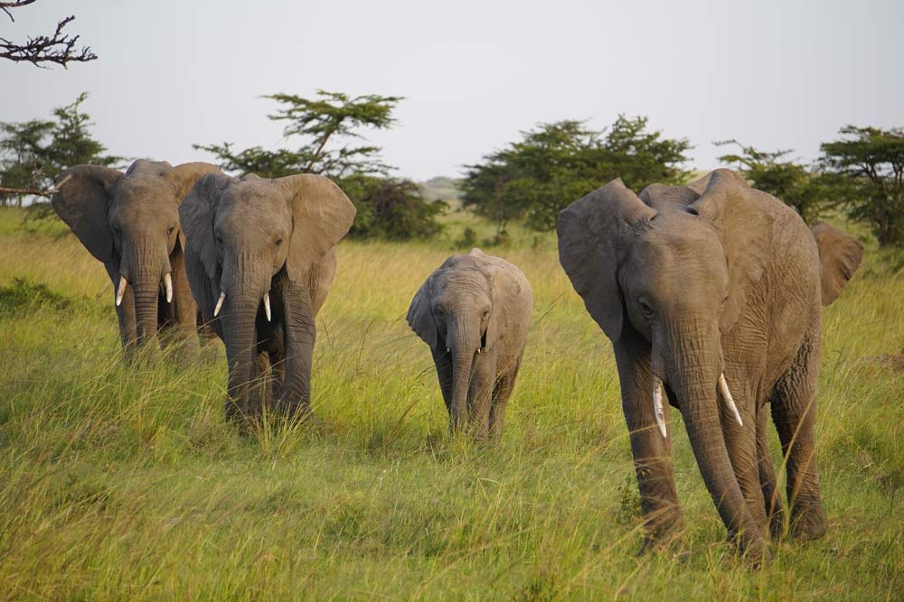 elephant families