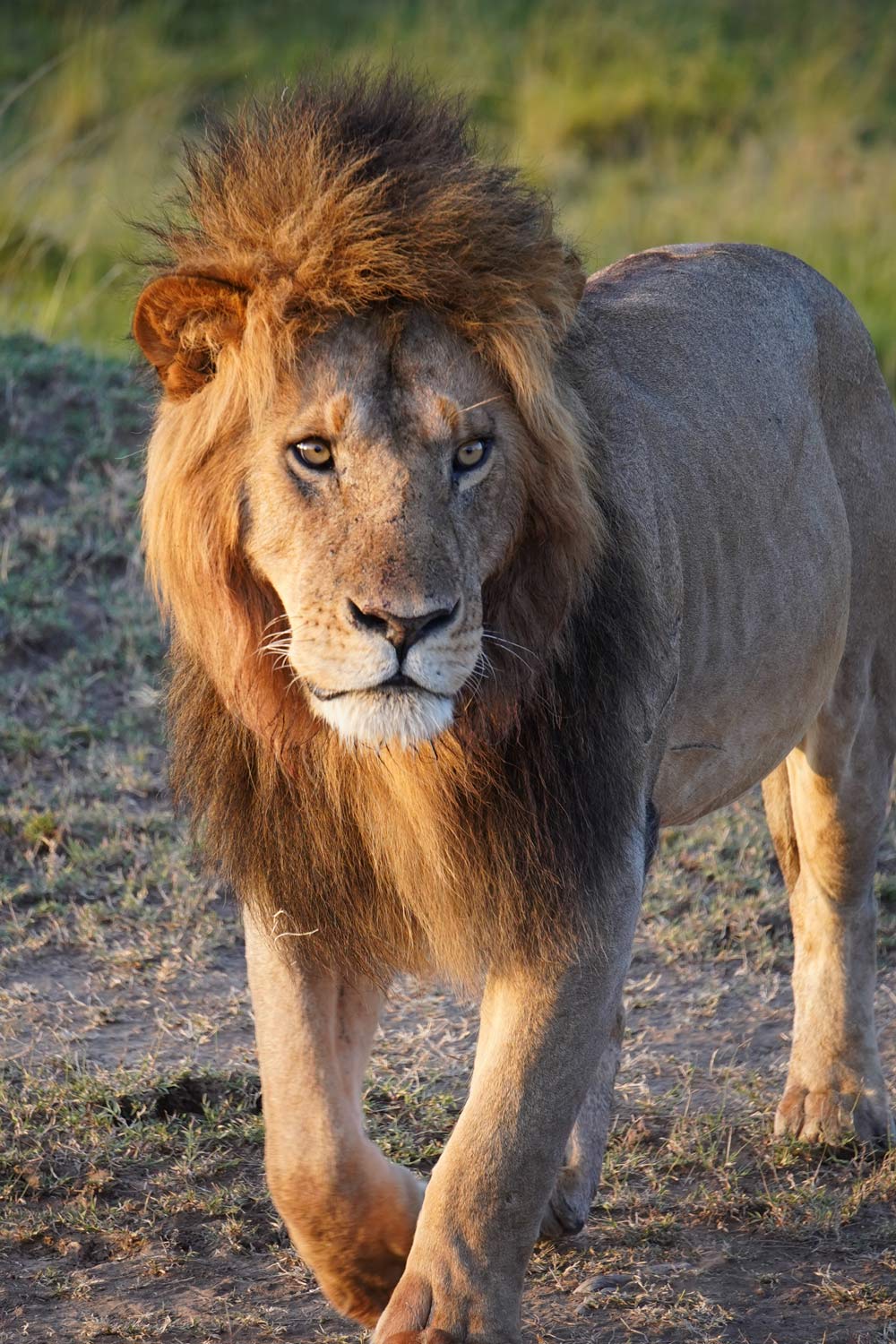 Lion Pride in Olare Game Reserve
