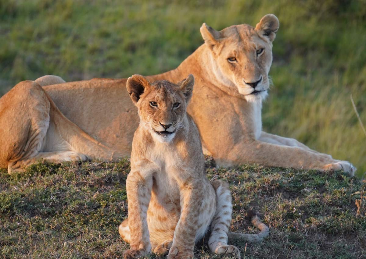 Maasai Mara Lions