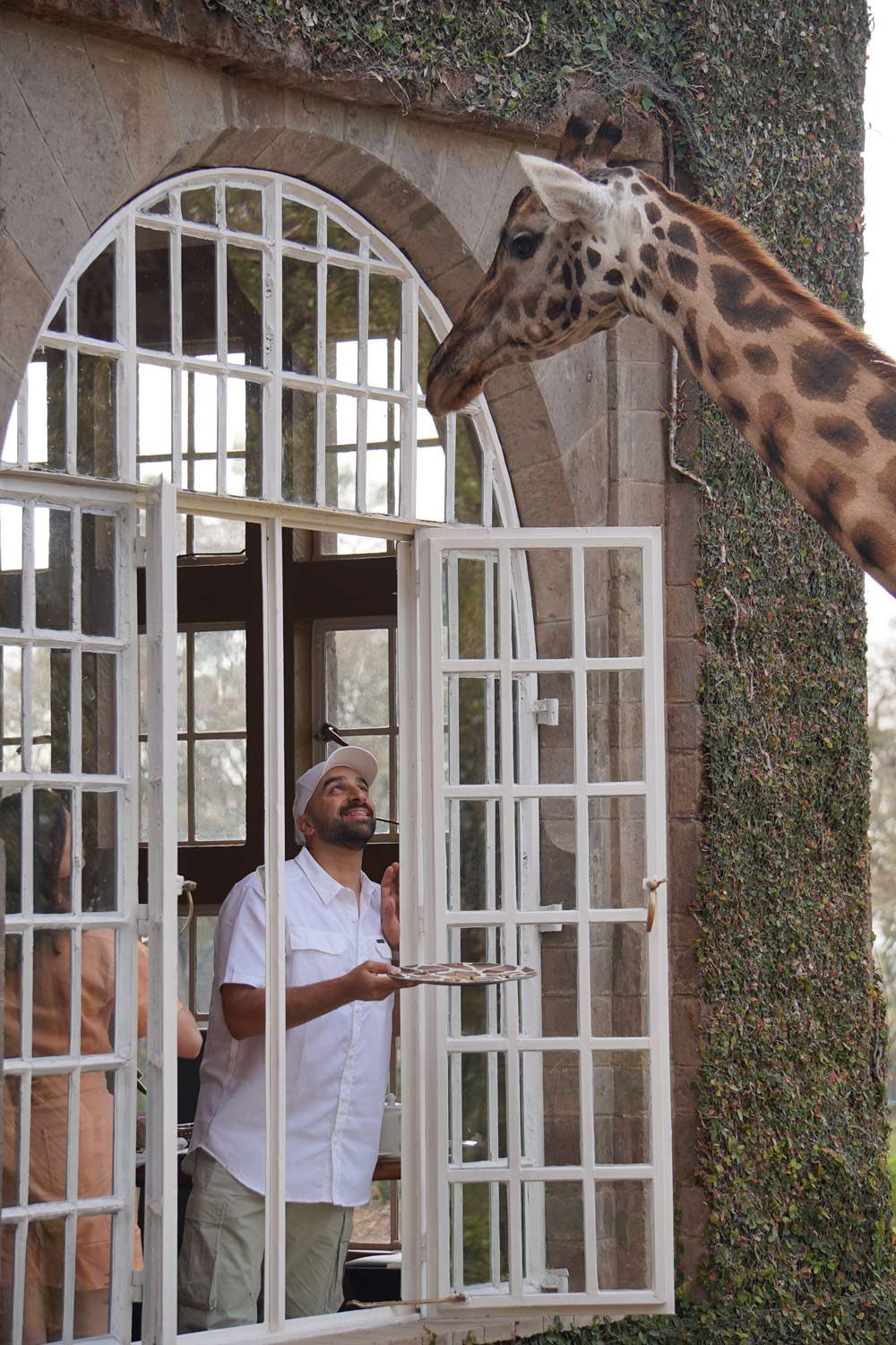 feeding the giraffes