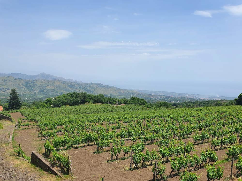 Sicily Vineyard