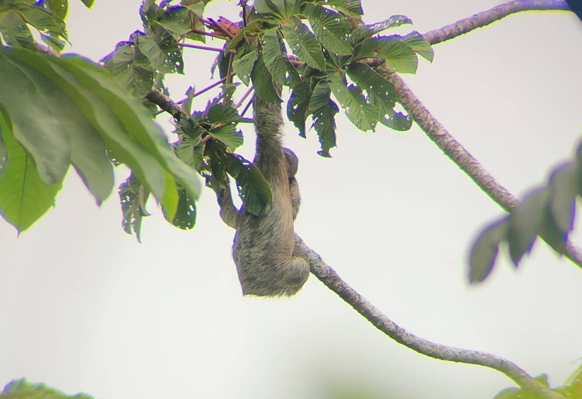 sloth viewing