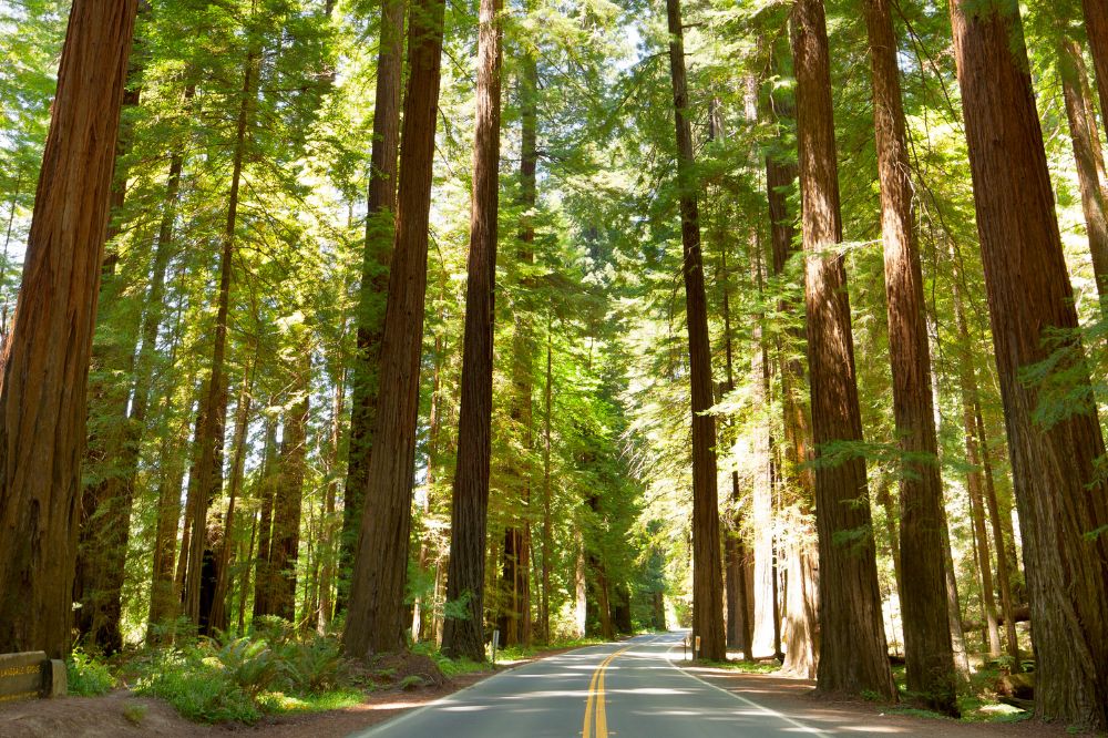 19 Stunning National Parks to Add to Your Bucket List 2 Redwood trees