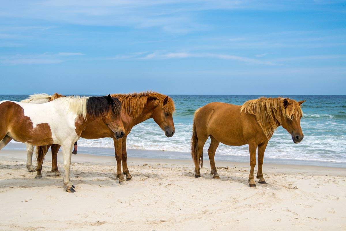 Assateague Island, Maryland