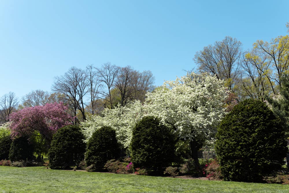 Brooklyn Botanic Garden
