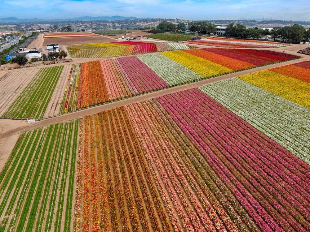 Carlsbad Flower Fields