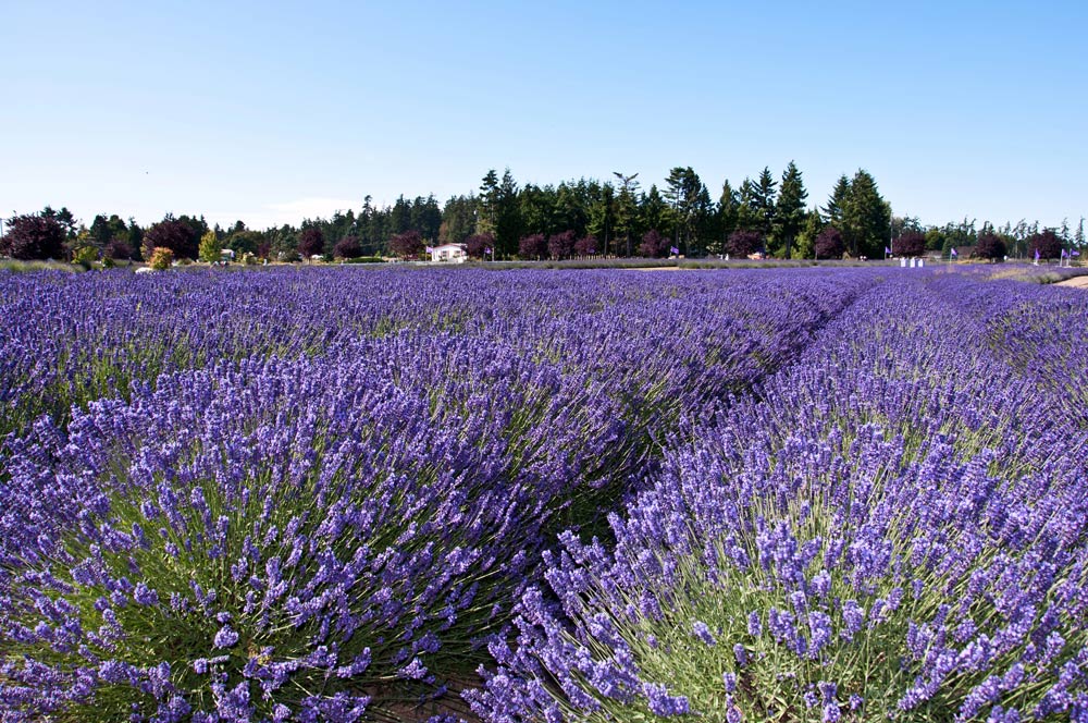 Sequim Lavender Fields