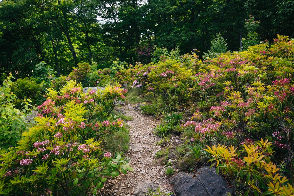 Shenandoah National Park
