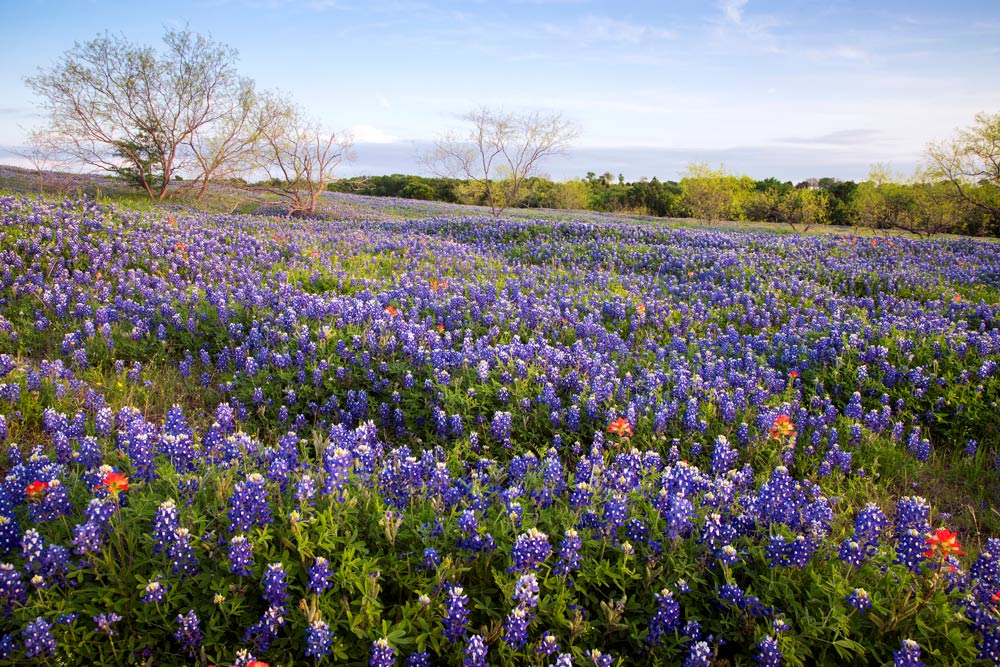 Texas Hill Country – Bluebonnets