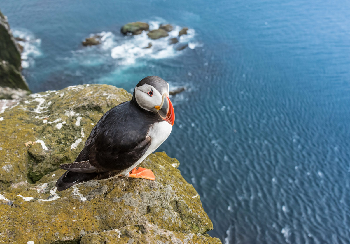 Latrabjarg Cliffs