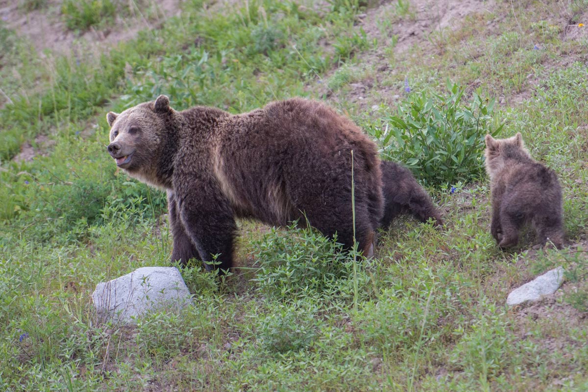 12 Fun Things to Do in Whistler This Summer 9 Bear viewing