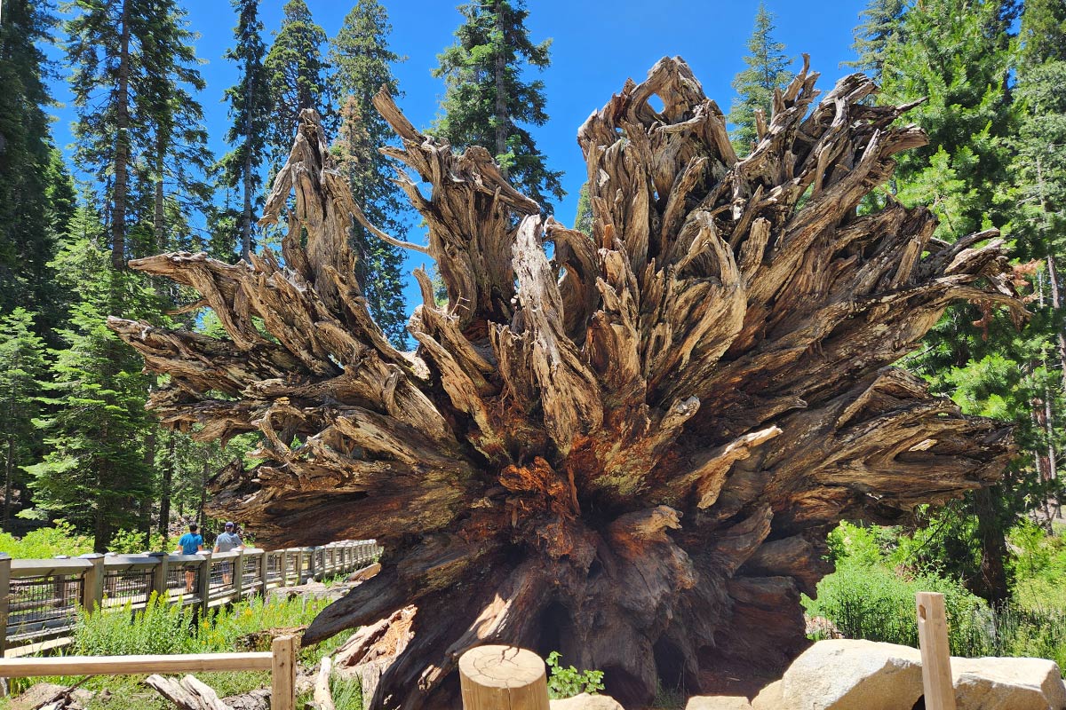 Mariposa Grove