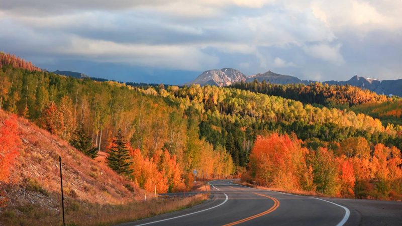 fall foliage