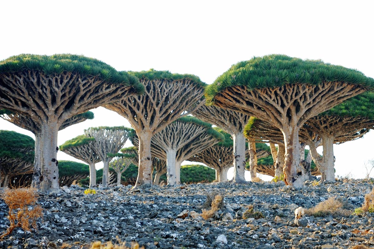 Socotra Island