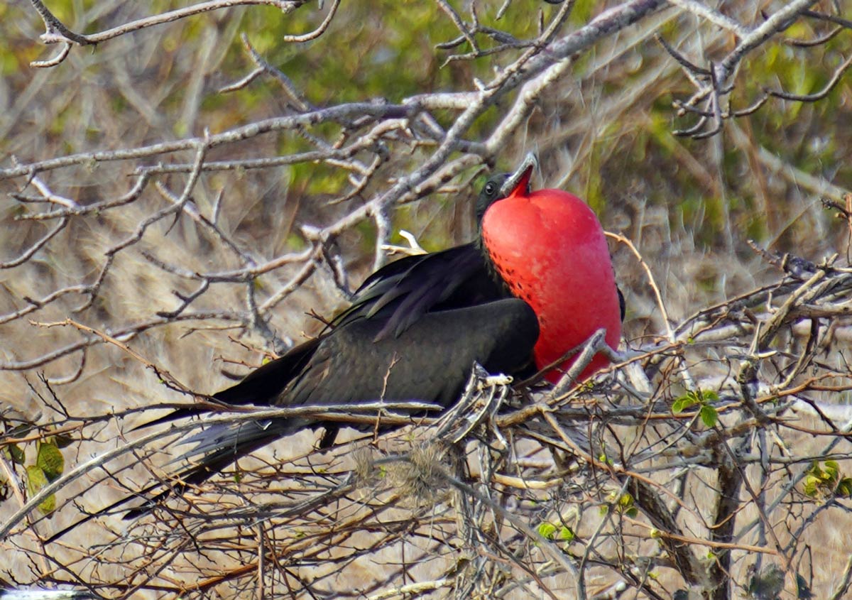 Visiting the Galapagos Islands Aboard Celebrity Flora 11 frigatebird