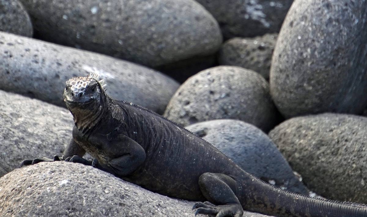 Visiting the Galapagos Islands Aboard Celebrity Flora 8 marine iguana