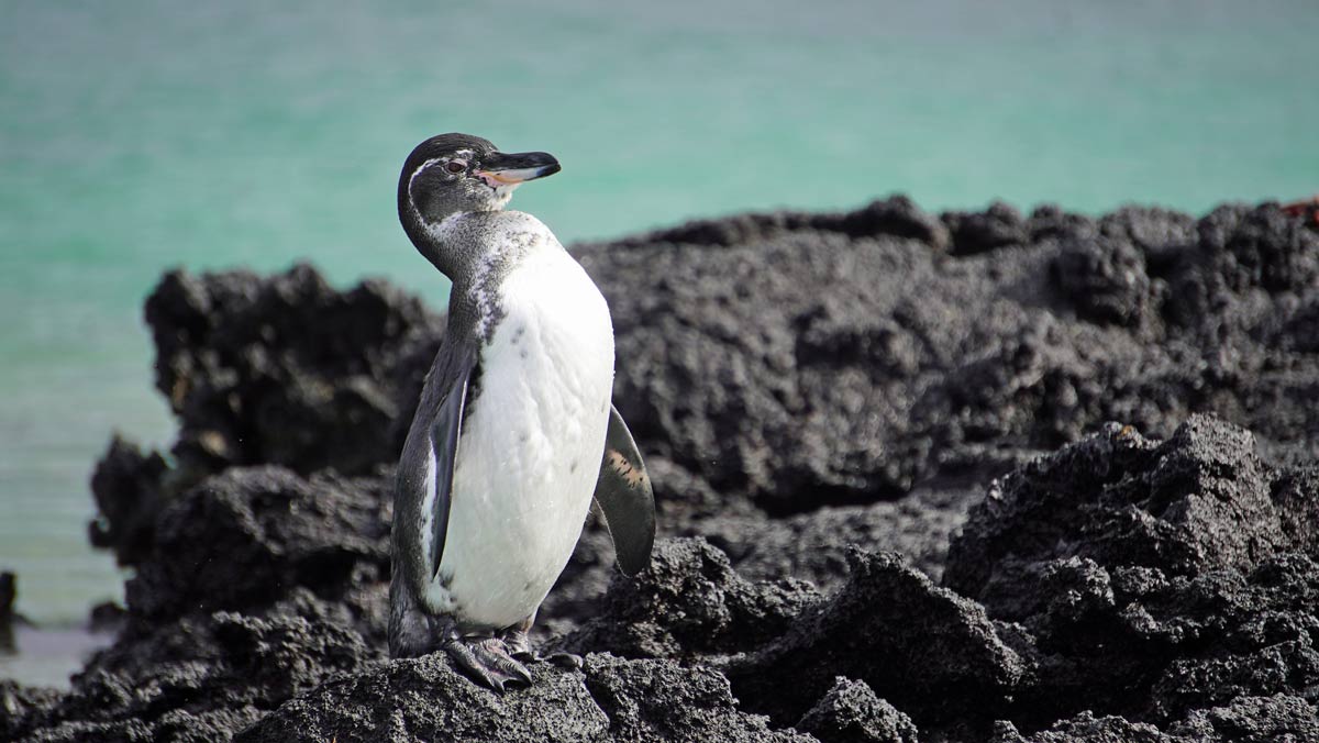 Visiting the Galapagos Islands Aboard Celebrity Flora 12 penguin
