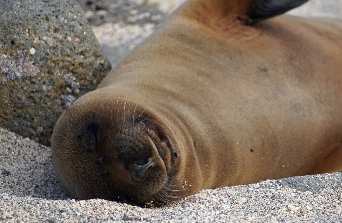Visiting the Galapagos Islands Aboard Celebrity Flora 10 sea lion