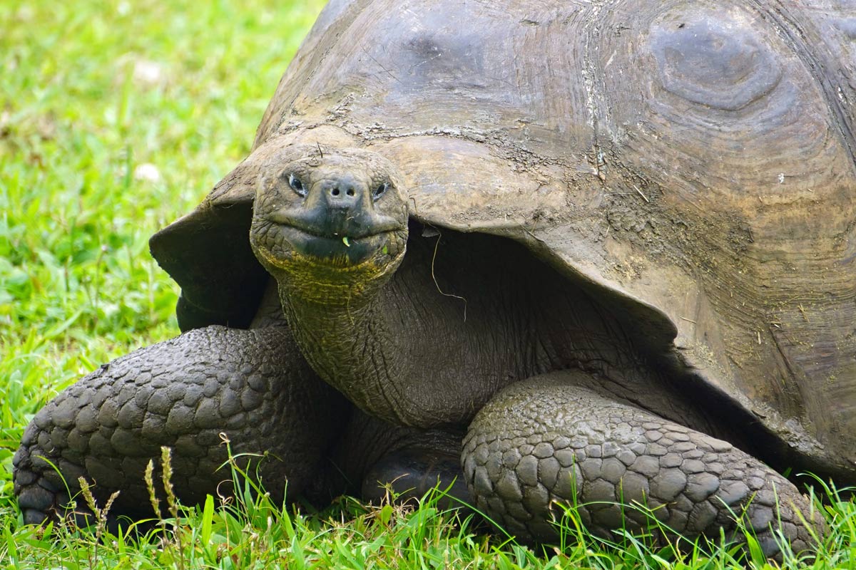 Visiting the Galapagos Islands Aboard Celebrity Flora 7 tortoise