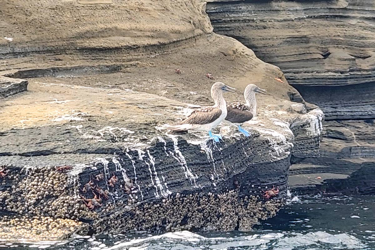 Visiting the Galapagos Islands Aboard Celebrity Flora 9 bluefooted boobies
