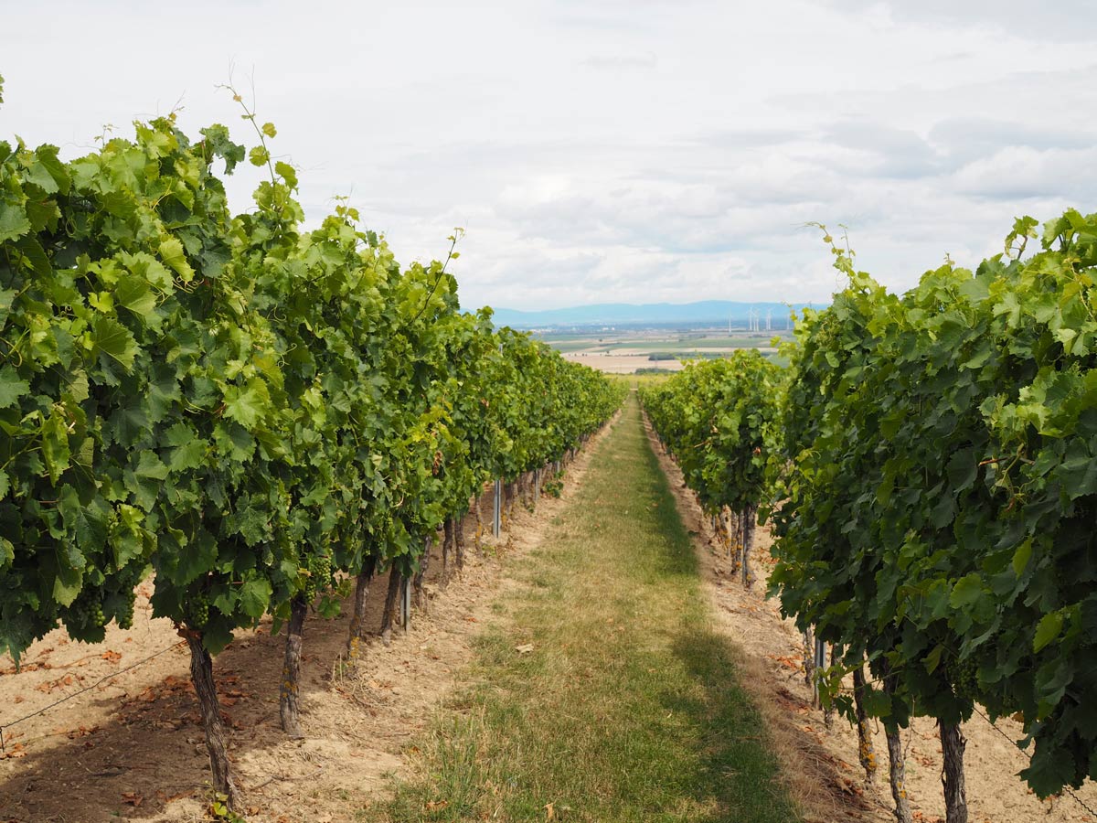 Rioja Vineyards